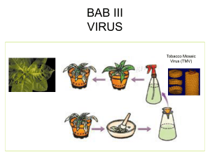 Percobaan A.Mayer pada penelitian virus
