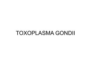 toxoplasmosis - UM Palangkaraya