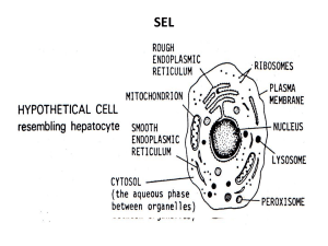 Bagian-bagian sel Membran sel atau membran sitoplasma