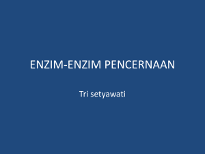 enzim-enzim pencernaan