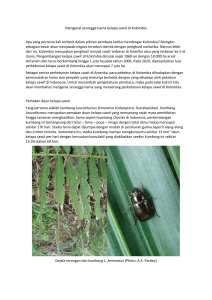 Mengenal serangga hama kelapa sawit di Kolombia Apa yang
