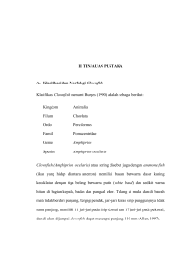 7 II. TINJAUAN PUSTAKA A. Klasifikasi dan Morfologi Clownfish