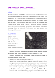 BARTONELLA BACILLIFORMIS…..