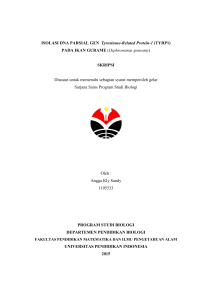 ISOLASI DNA PARSIAL GEN Tyrosinase-Related Protein