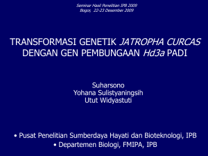 Transformasi Genetik Jatropha Curcas dengan Gen