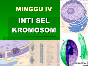 inti sel kromosom