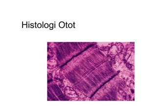 Histologi Otot