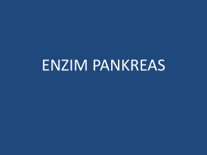 enzim pankreas - WordPress.com