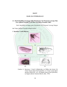 BAB IV HASIL DAN PEMBAHASAN 4.1. Hasil Identifikasi Serangga