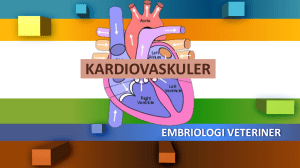 embriologi jantung