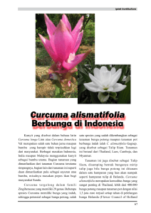 Curcuma alismatifolia Berbunga di Indonesia