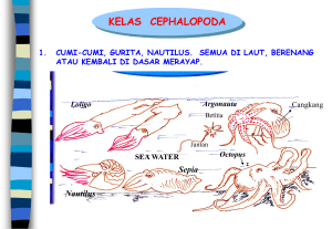 3-Cephalopoda-Final