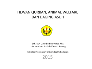 Hewan Qurban, Animal Welfare dan Daging Asuh