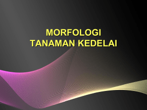 TANAMAN KEDELAI - Universitas Mercu Buana Yogyakarta