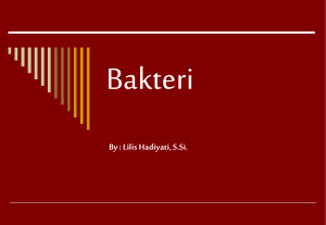 Bakteri