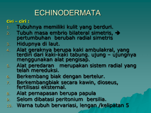 b. echinodermata - Web Site Biologi Yuhayuyu