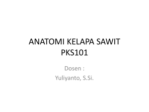 anatomi kelapa sawit pks101