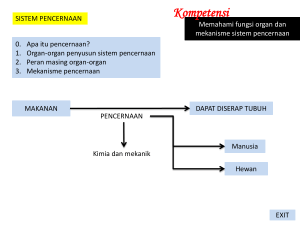 pencernaan