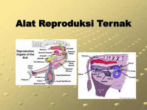 03-Alat Reproduksi Ternak