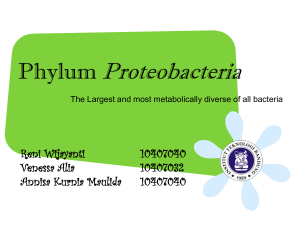 Phylum Proteobacteria