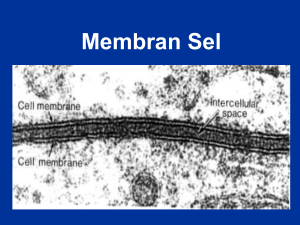 Struktur dan transpor melalui membran sel