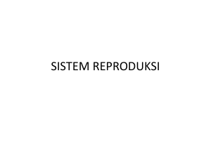 prim hsd 2 sistem reproduksi