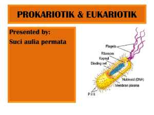 sel-prokariotik-dan-eukariotik1