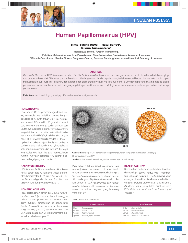 Human papillomavirus in german translate
