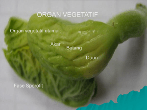 organ vegetatif