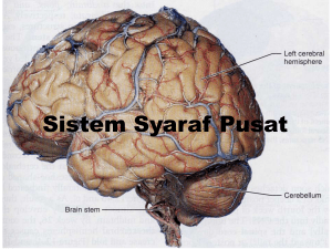 ventrikel otak