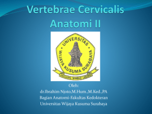 Vertebrae Cervicalis Anatomi II