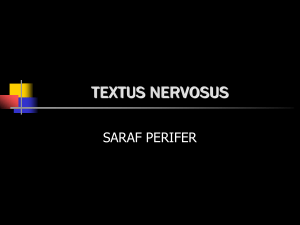 TEXTUS NERVOSUS