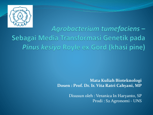 Agrobacterium tumefaciens - Prof.Dr.Agr.Sc.Ir. Vita Ratri Cahyani, MP