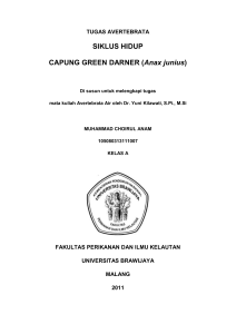 Siklus Hidup Capung Green darner (Anax junius)