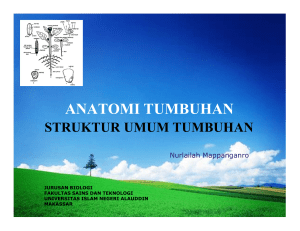 anatomi tumbuhan - Biologi UIN Alauddin Makassar