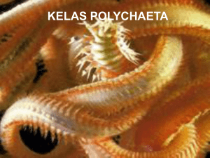 2-Polychaeta