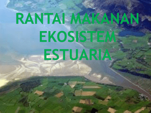 Rantai Makanan Ekosistem Estuaria