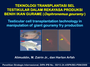 Teknologi Transplantasi Sel Testikular dalam