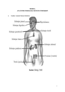 modul anatomi fisiologi sistem endokrin