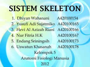 sistem skeleton