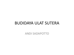 BUDIDAYA_ULAT_SUTERA