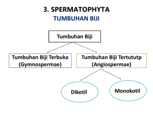 plantae-spermatophyta - X MIPA 2 Stella Duce 1 Yk