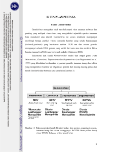 identifikasi Begomovirus Indonesia Pada Tomat