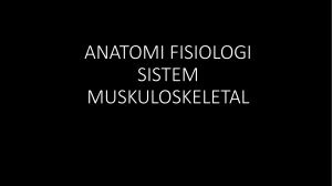 anatomi sistem muskuloskeletal