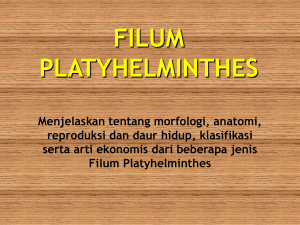 filum plathyhelminthes