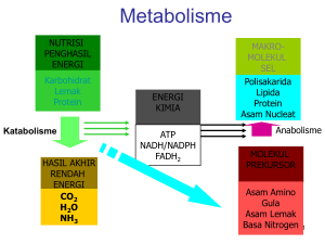 Metabolisme - paparazzi fisika