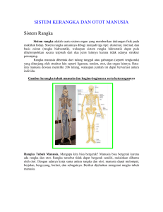 sistem kerangka dan otot manusia