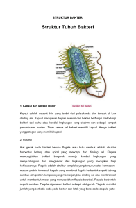 Struktur Bakteri