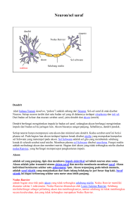 Neuron/sel saraf