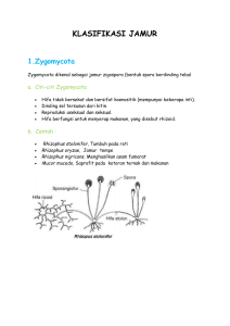 KLASIFIKASI JAMUR 1.Zygomycota